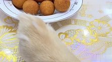肉圆太圆了，主人夹不起来吃，金毛这样帮主人