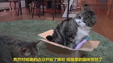 纸箱外的猫咪羡慕纸箱内的猫咪，一场纷争开始了，太搞笑了