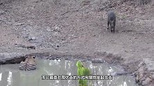 它是世界上，唯一一只黑色老虎，却被网友嘲笑挖过煤