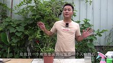 荒废的月季也别丢，跟我做3步，10天后精致且旺盛
