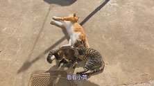 小橘猫后院找对相，被无情打脸！