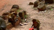 甜豆满脸忧愁地看着其他猴子吃西瓜，口水都要流出来了！