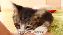 铲屎官总被猫咪咬出血？学会这招终极治猫法，轻松搞定！