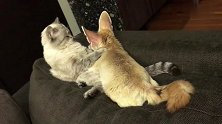 一只大耳朵小狐狸依偎在猫的怀里！猫：你这撩喵的狐狸精