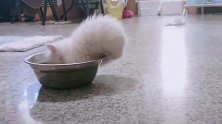 如果我没看错的话，猫咪这是在吃狗粮吗，你这是有多饿呀