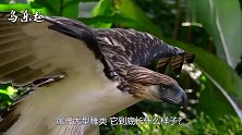 号称“鹰中之虎”，现存不到900只，一睹它雄伟身姿！