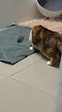 猫：这就是我的孩子么，还没见过呢！