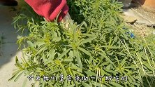 别拿扫帚菜当野草了，加把玉米面上锅一蒸，上桌比大鱼大肉还抢手