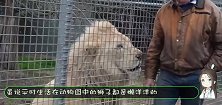 男子掉入狮子园中后，接下来男子的做法，堪称教科书级别的