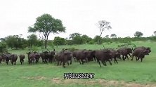 彪悍雄狮单干水牛群，水牛被锁喉功一招致命，草原之王果然霸气