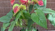 红掌就得这样伺候，花芽蹭蹭疯长，花开半年不败