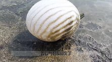 海边散步，发现地上一个气球，用脚一踢，它是活的