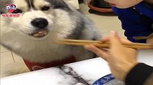 盘里就剩一块肉，哈K：一天天就知道惦记我身上这点肉！