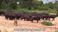 狮群捕猎落单水牛，结果却反遭水牛群围攻，下场别提有多惨了