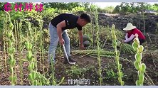 胖妹犒劳老公干苦力，买10斤素菜做冷锅，大洋边吃边抱怨肉太少