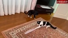 猫咪看到搓澡巾吓到不行，有请猫咪表演传统艺能：自己吓自己！