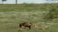 动物世界：豹子捕杀野牛却被野牛角戳了个洞！