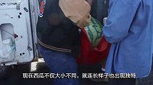 1万6一个的日本方西瓜，美国土豪一刀切开，尝了一口尴尬了！