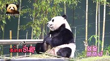 熊猫华妮静止7秒扮木头熊超可爱，抬脚给小黑手挠痒更是萌上加萌