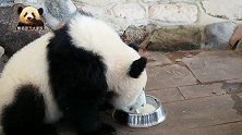 白白净净的熊猫宝宝沉浸在喝盆盆奶的幸福中，好治愈的画面