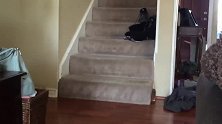 狗狗下楼梯猫猫在堵着，看上去局面有点紧张