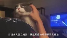 千万不要让树懒见到猫，否则秒变“撸猫永动机”，根本停不下来