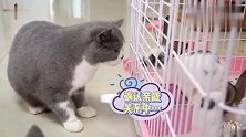 一只兔子闯进5只猫的地盘，本来以为兔子凶多吉少，结果大反转！