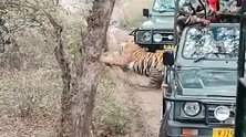 印度国家公园内一只老虎在游客面前捕杀狗