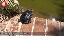 养了25年的乌龟突然死亡，医生将其解剖后，发了一笔横财！