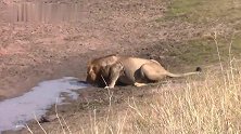 独狮王：红路雄狮和狮群吃完大餐，血迹斑斑的去喝水
