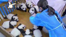 熊猫：大熊猫宝宝被一群高年级的同学包围了，慌得一批！
