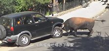 一群小伙隔着铁笼挑衅公牛，本以为自己很安全，结果会是怎样