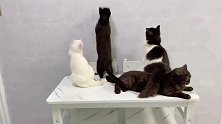 一屋养九只猫咪实属不易，更难的是让猫咪们同框合影