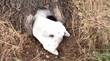 狗狗对着树洞不停的刨，里面有什么好东西吗