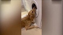 狗狗给玩具兔当爹，死守洗衣机求主人“放娃出来”