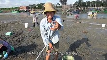 小池跟一群大妈抢滩挖花甲，却刨到一两斤沙白，又能做一餐美食了