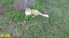 躺在树下的猫咪，看这惬意的小样子，真是可爱极了呢！