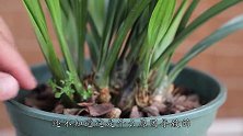 养兰花，用好植料，还是烂根！原来问题根本在这里