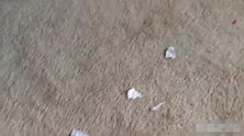 地板上很脏都是垃圾，经过搜索发现狗子要挨揍了，不老实！