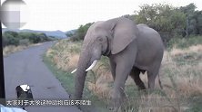 印度男子开车经过树林 半路冲出一头大象 车子直接报废！