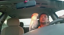 主人开车带着鹦鹉去兜风，鹦鹉与主人谈笑生风主人鸟语十足