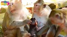 别喝了！美猴抱过小猴子