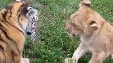 小狮子和小老虎的较量，萌萌哒！