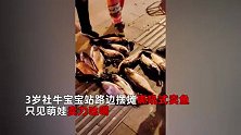 3岁社牛宝宝街边摆摊卖鱼，嘶吼式叫卖引路人纷纷下单：10分钟卖10条
