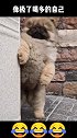 太可爱了，狗狗扶着墙打瞌睡，网友：像不像你喝多的样子？