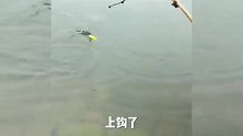 搞笑：这鱼吃了影响智商