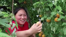 老妈家杏子熟了，胖姐吃不完兜着走，还做8个饼，吃得真过瘾！