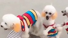三只泰迪街头表演杂技，动物界的杂技员，太厉害了！