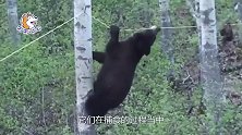 地球上第五大食肉动物，一掌能拍死赤鹿，却懒到不愿觅食！