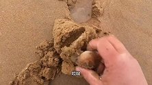 在海边挖到卧沙的鸡屎螺，还收获了浓缩版帝王蟹